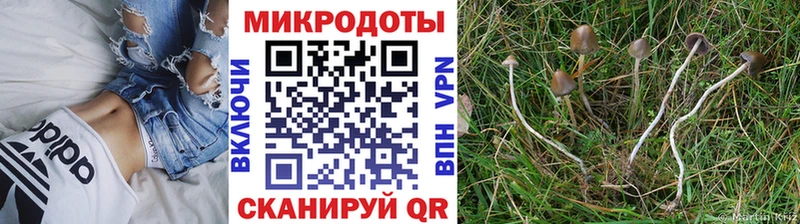 Псилоцибиновые грибы Psilocybine cubensis закладки Зуевка